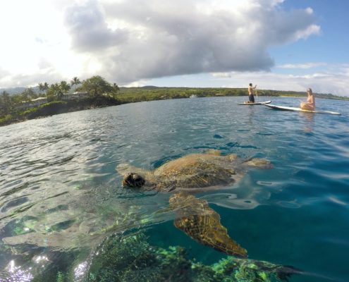 Turtle in the Maui sun